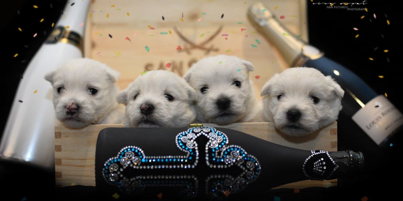 x Bijelle – Bamika – Bamse – Bernina, Silvester 2018