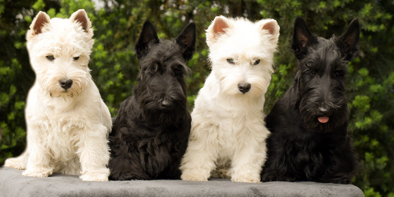 x Neue Freunde, Dormagen 26. Mai 2019