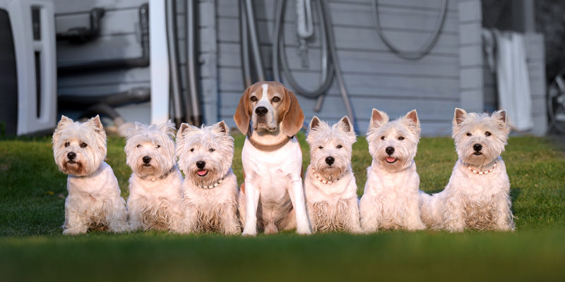 x Nala, Aila, Emmelie, Paul, Bamse, Nisha, Aileen, August 2019