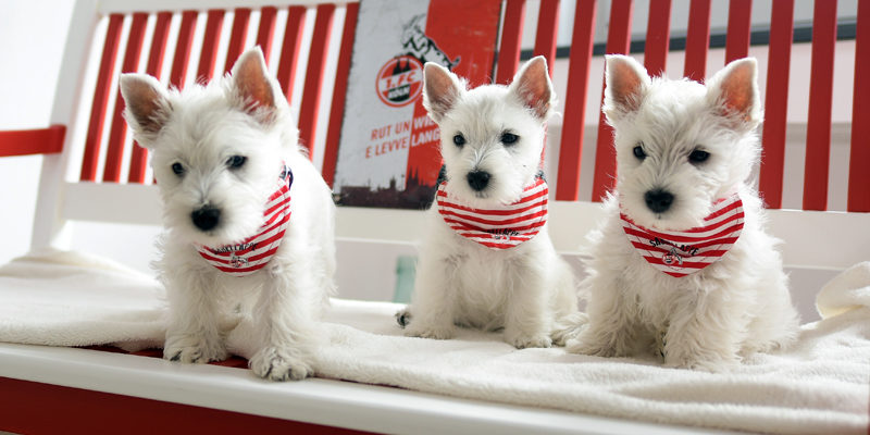 x E Levve lang ein Snowflake