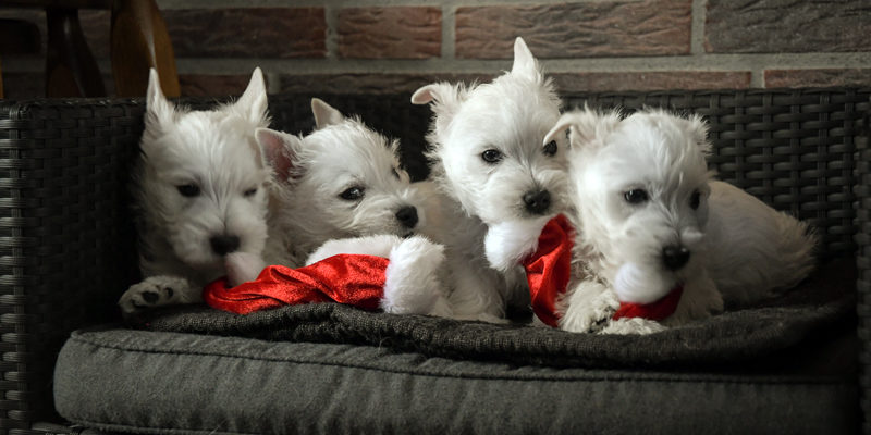 x Maartje, 2. Wurf, 01. Dezember 2019