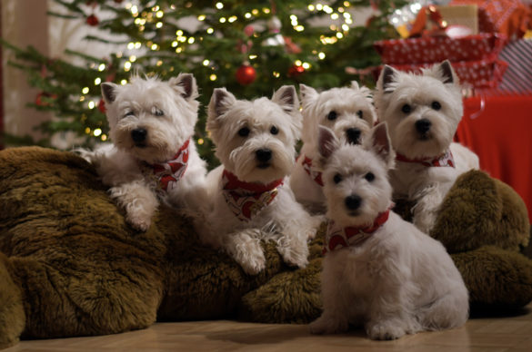 Frohe Weihnachten 2019