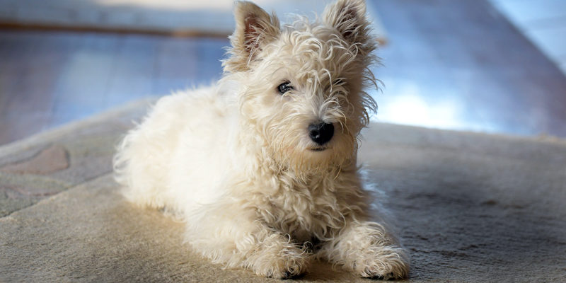 x Chilli, Januar 2020