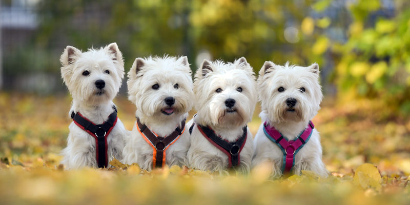 x Calypso – Aileen – Bamse – Emmelie, Oktober 2020