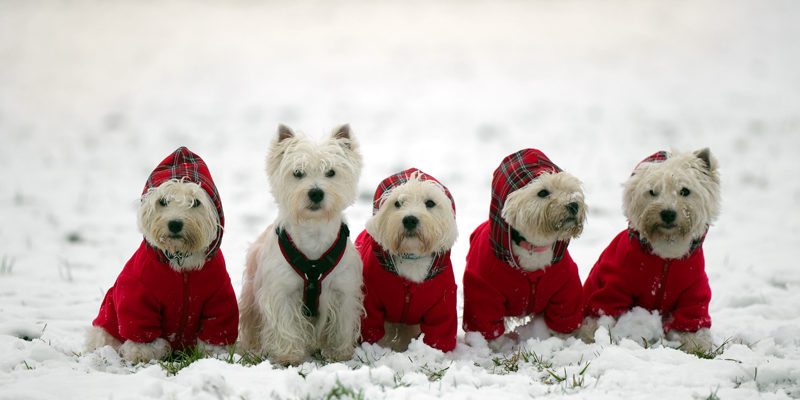 x Aileen, Calypso, Bamse, Aila, Emmelie, 02. Januar 2021