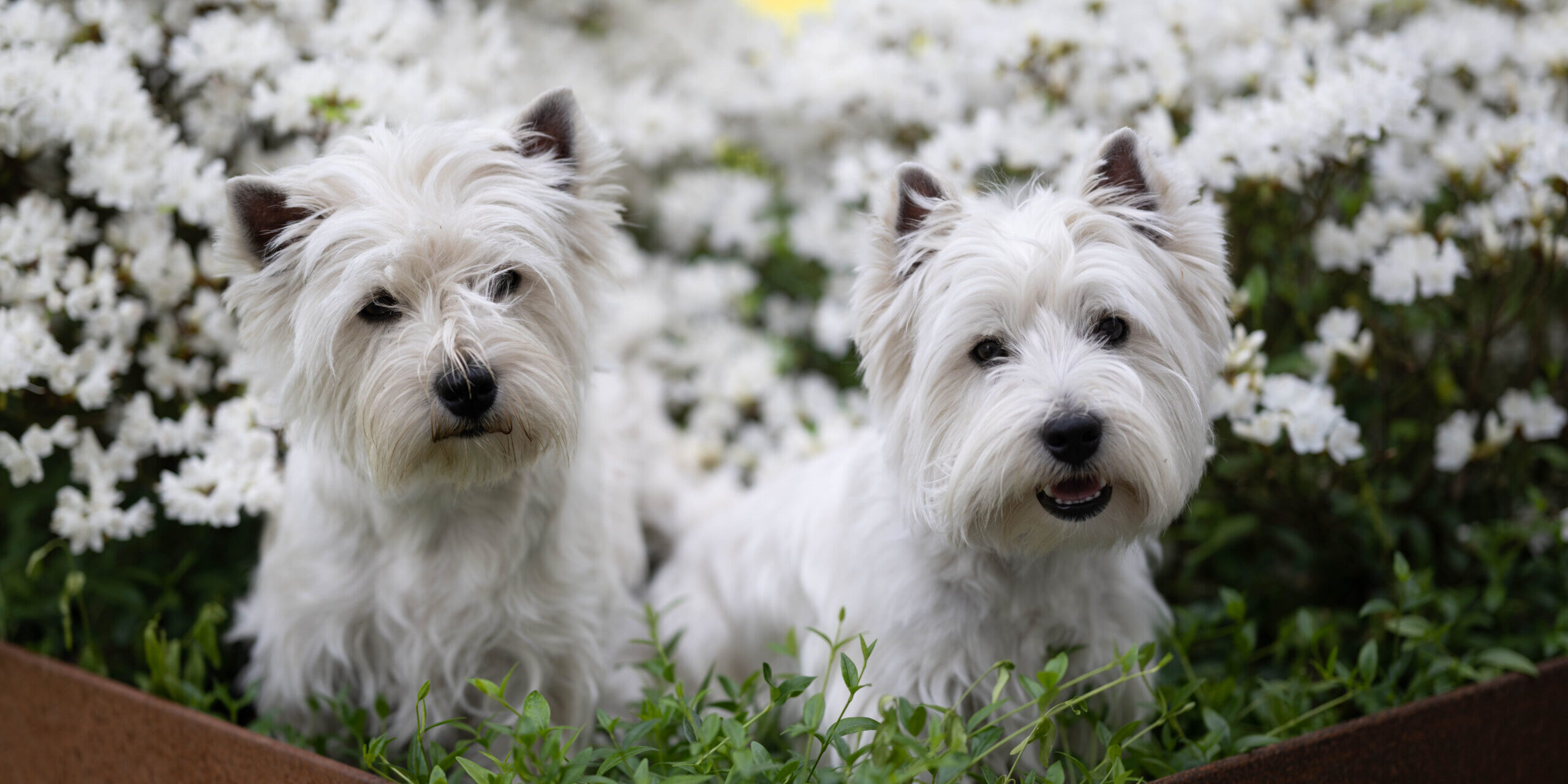 Ella & E.T., Mai 2023