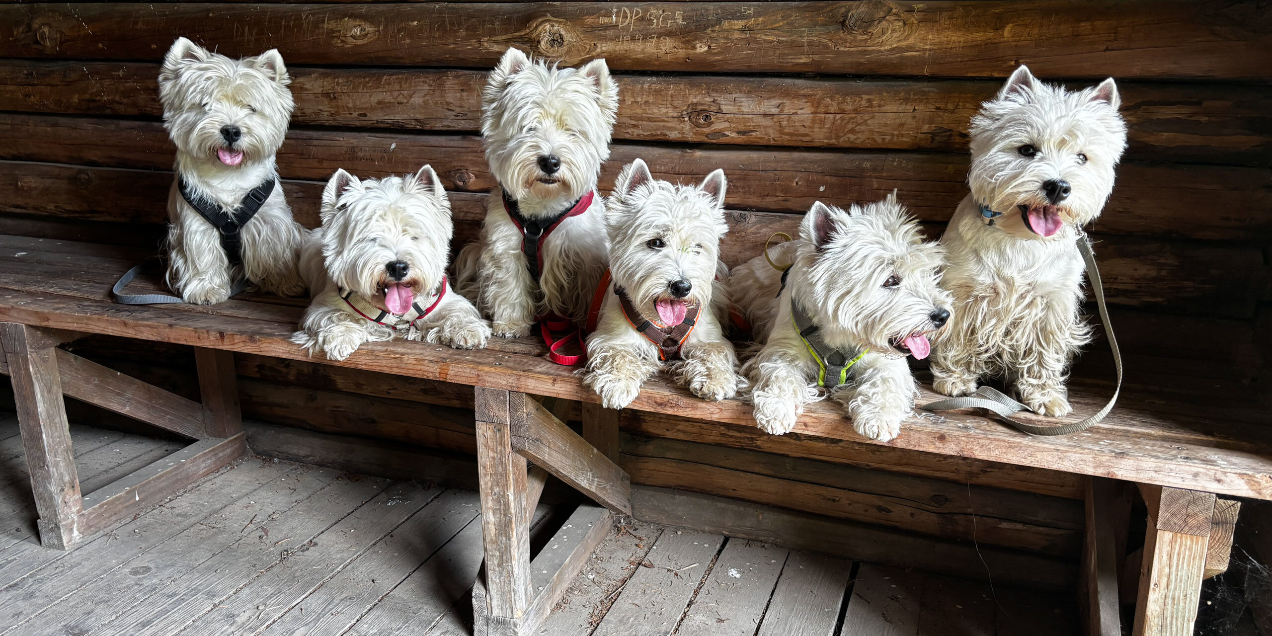 Barney, Bamse, Calypso, Gary, Ella & Grace, Juni 2025